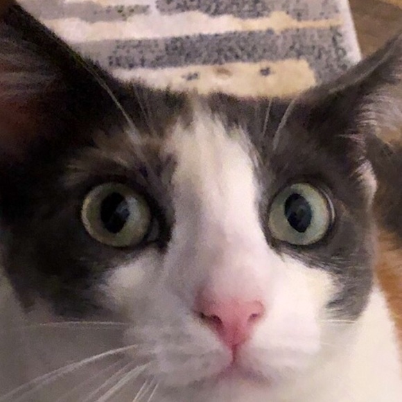 Meet your Posher, Yobana - Picture 1 of 1